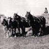 The Gwen Kerbes family haying with two teams of horses in the area of Stettler, Alberta in 1930.