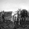 A farmer guides his team of horses across the rocky prairie soil. Prior to steam engines and tractors, a plough was the only way of breaking the soil. Alberta’s Estonian farmers found the work difficult and strenuous yet rewarding.