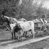 Acquiring a horse and wagon was an immensely important addition to any pioneer homestead. The wagon could transport a larger quantity of goods and, more importantly, the settler did not have to walk to his/her required destination.